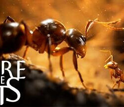 Empire of the Ants Deluxe Edition MULTi12-ElAmigos